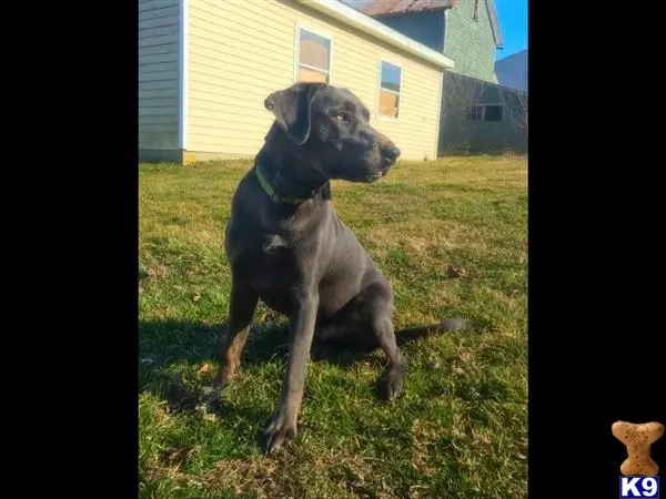 Labrador Retriever stud dog