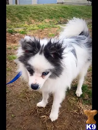 Pomeranian stud dog