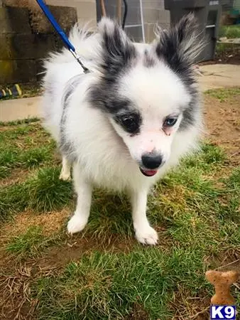 Pomeranian stud dog