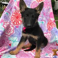 german shepherd puppy posted by gina888