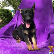 german shepherd puppy posted by gina888