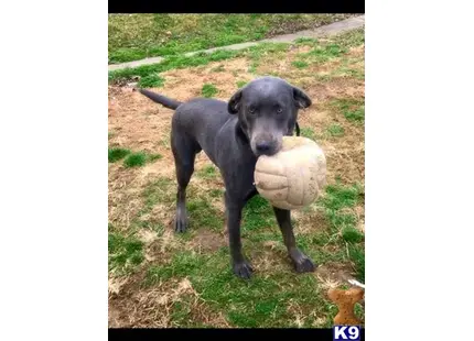 Labrador Retriever