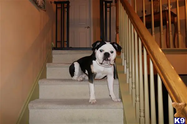 Old English Bulldog stud dog