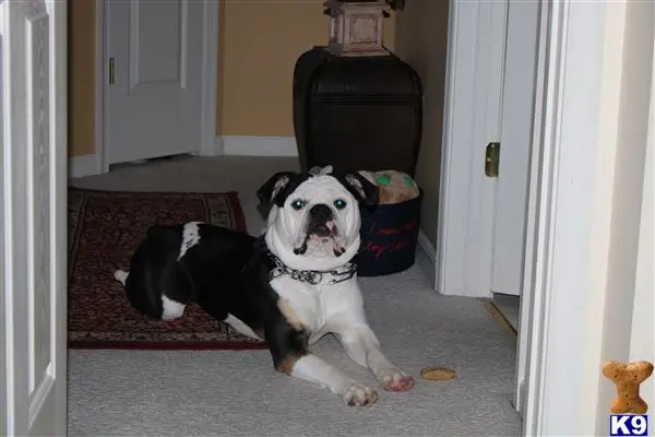 Old English Bulldog stud dog