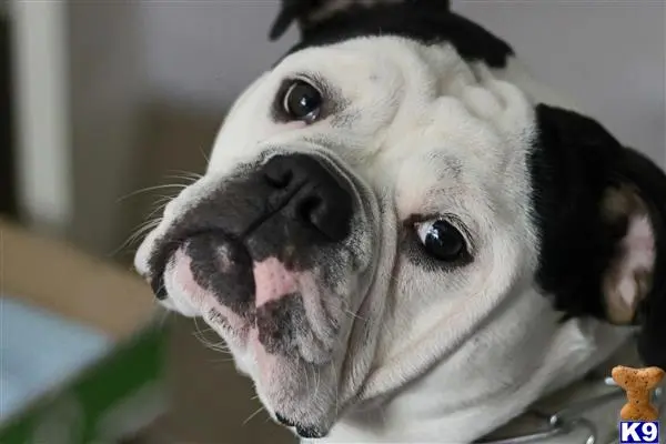 Old English Bulldog stud dog