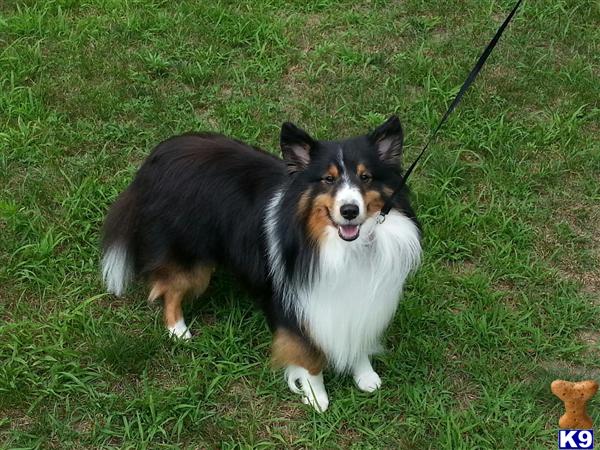 Shetland Sheepdog stud dog