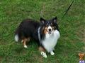 Shetland Sheepdog