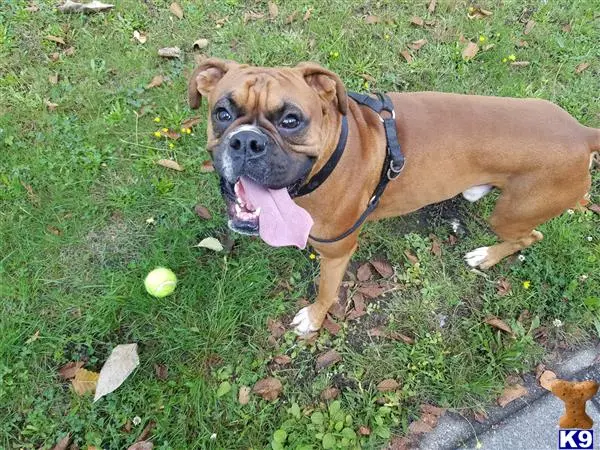 Boxer stud dog