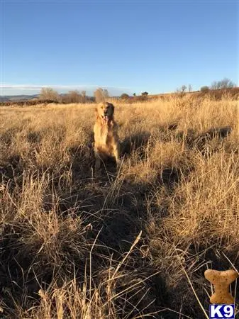 Golden Retriever female dog