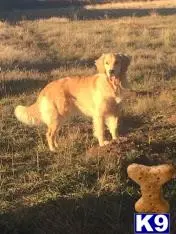 Golden Retriever female dog