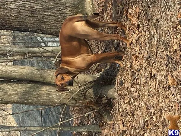 Rhodesian Ridgeback