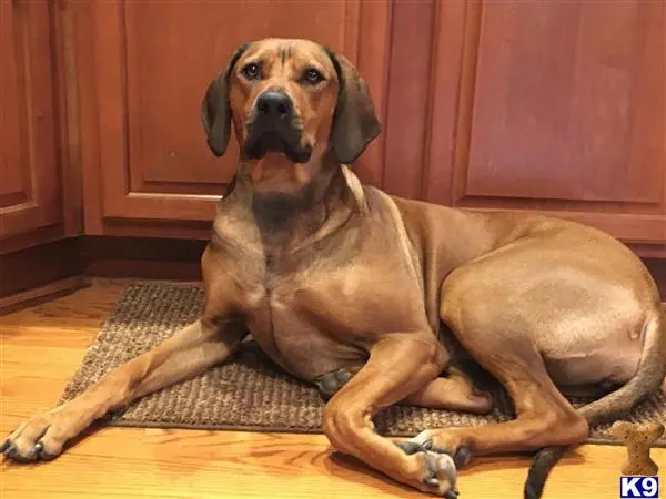 Rhodesian Ridgeback female dog