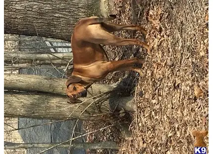 Rhodesian Ridgeback