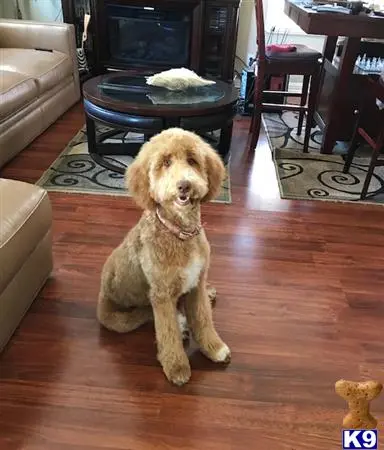 Labradoodle female dog