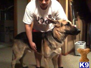 German Shepherd stud dog