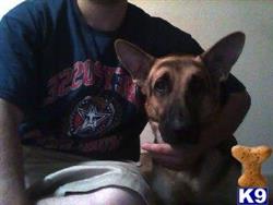 German Shepherd stud dog: Tan and black German Shepherd sitting beside a person