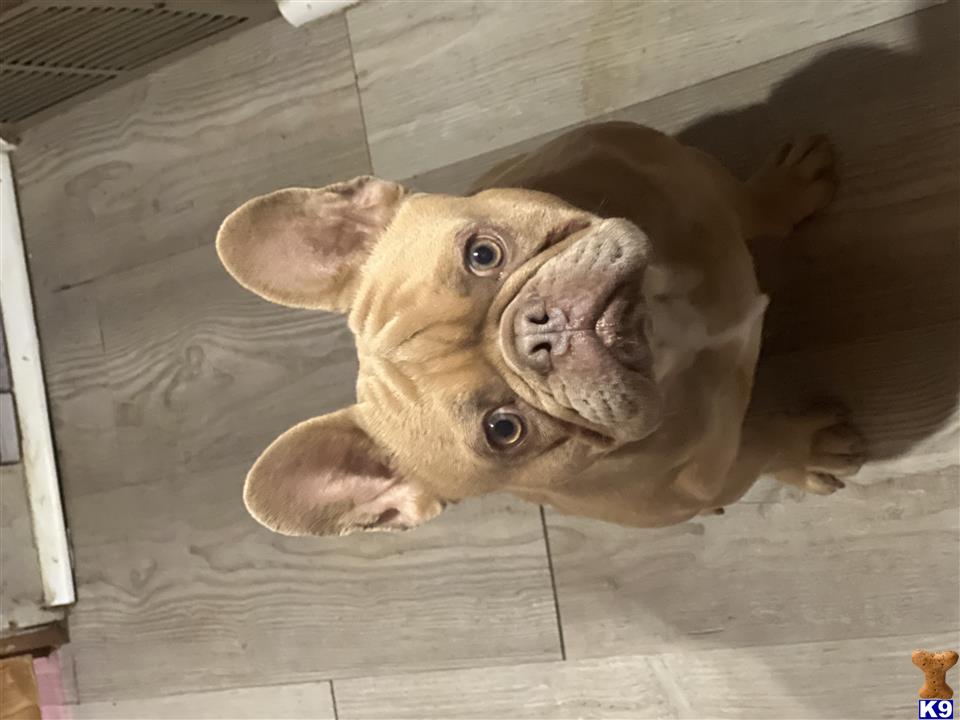 a french bulldog dog looking up