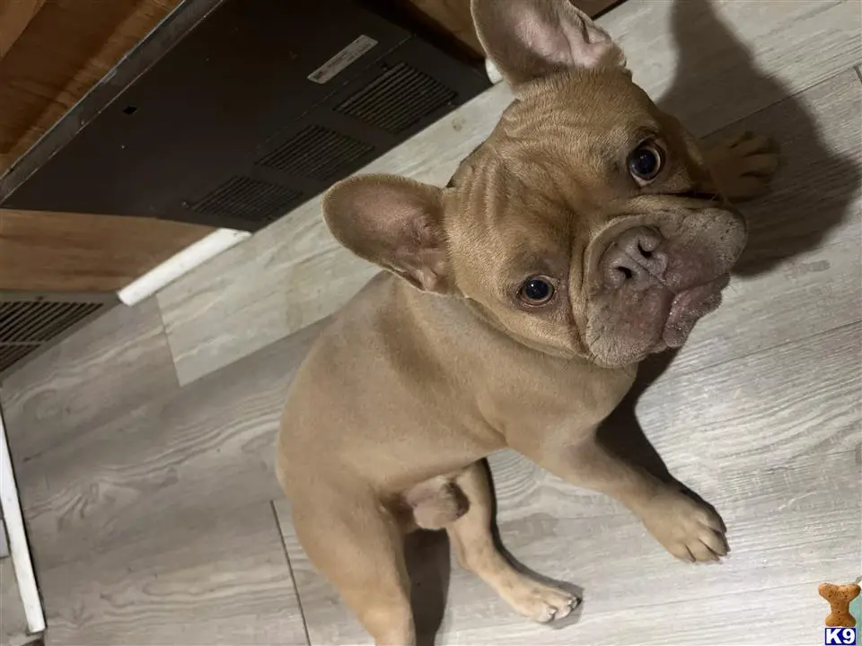 French Bulldog stud dog