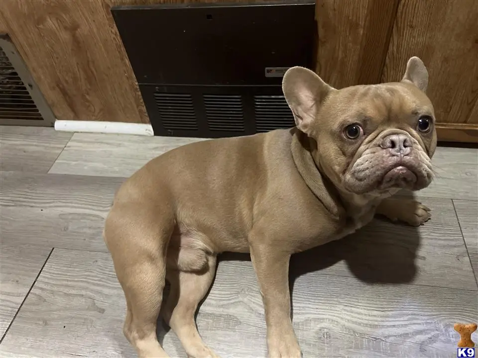 French Bulldog stud dog