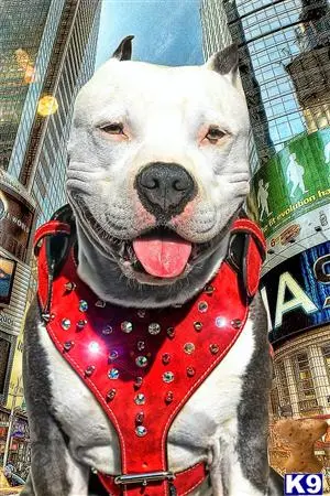 American Pit Bull stud dog