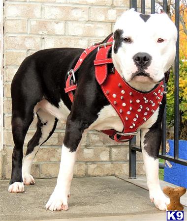 American Pit Bull stud dog