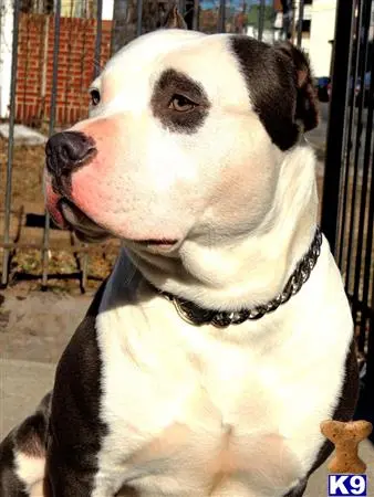 American Pit Bull stud dog