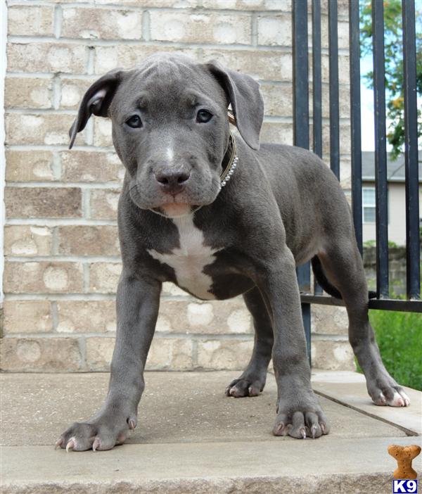 persuasive paper on pit bull college A june 20th timecom piece by charlotte alter called “the problem with pit bulls” elicited a flood of protest mail from supporters of the breed we asked sara enos, the founder and executive director of the american pit bull foundation, a non-profit dedicated to promoting responsible breed ownership through education, programming. persuasive paper on pit bull college A june 20th timecom piece by charlotte alter called “the problem with pit bulls” elicited a flood of protest mail from supporters of the breed we asked sara enos, the founder and executive director of the american pit bull foundation, a non-profit dedicated to promoting responsible breed ownership through education, programming.