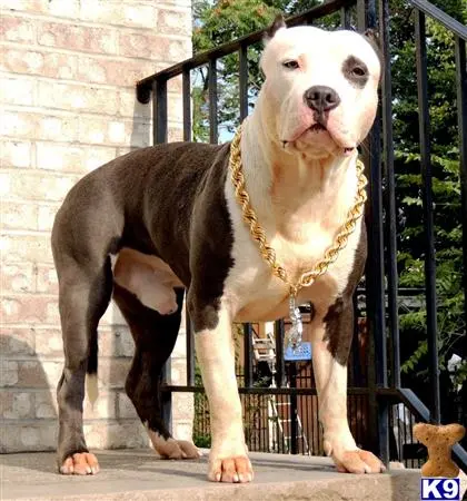 American Pit Bull stud dog