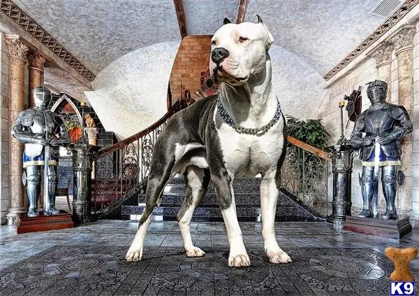 American Pit Bull stud dog