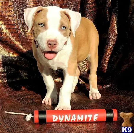 American Pit Bull puppy for sale