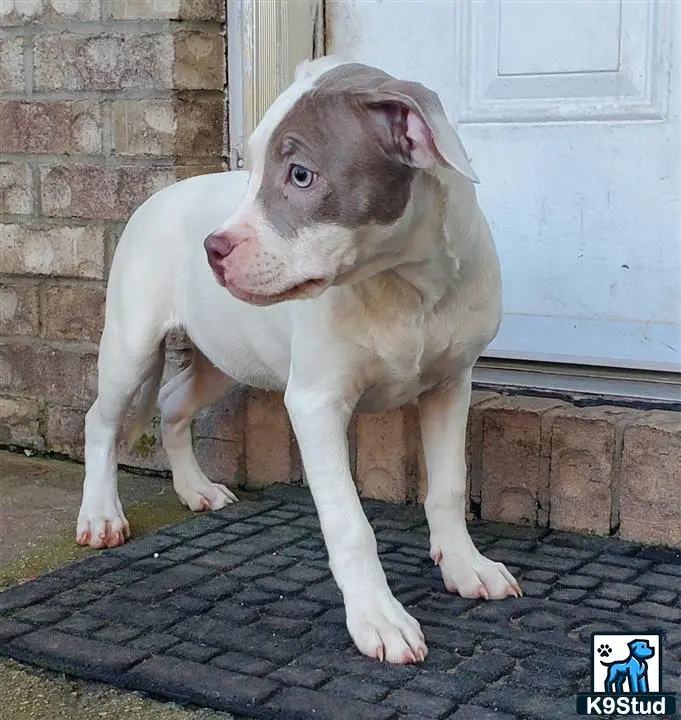 American Pit Bull