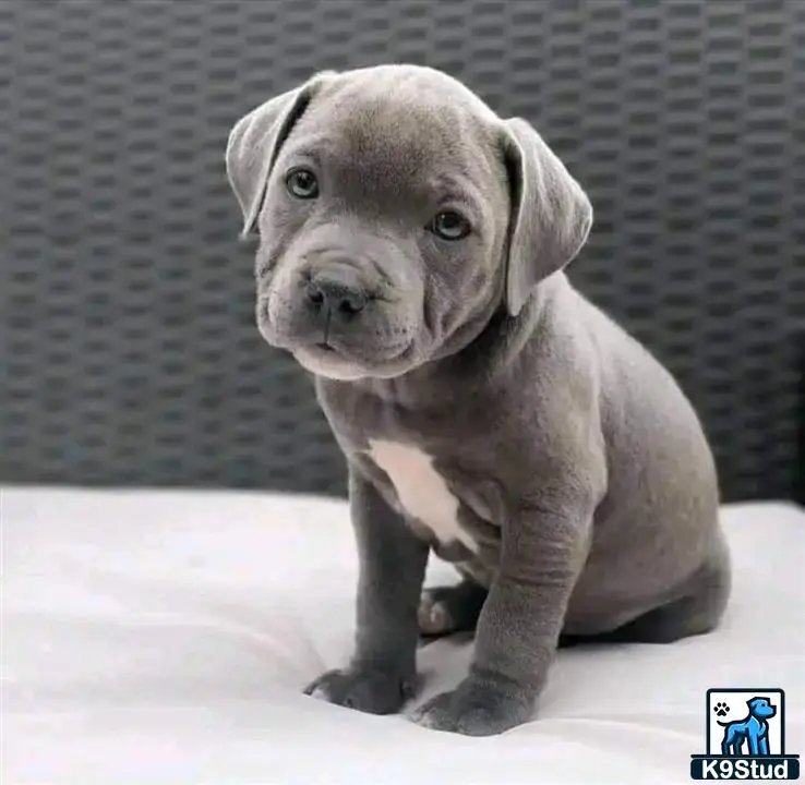 American Pit Bull