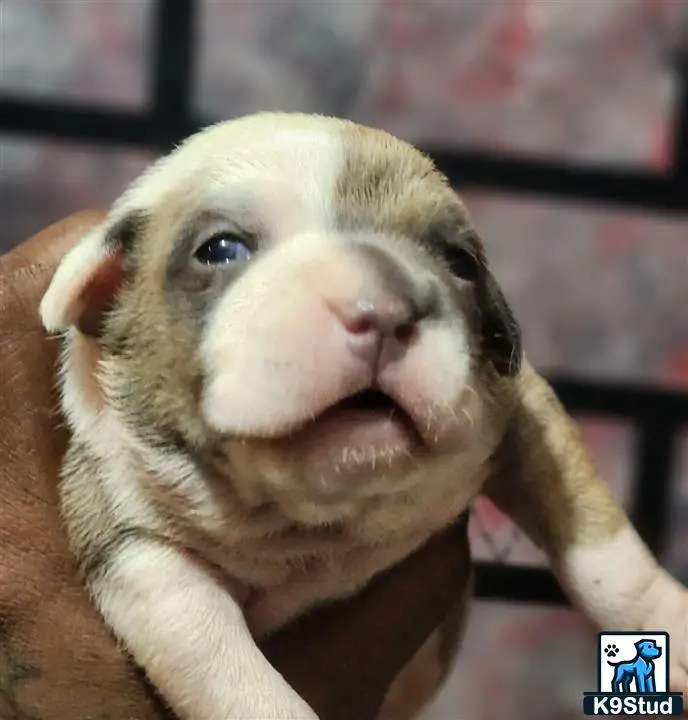 American Pit Bull puppy for sale