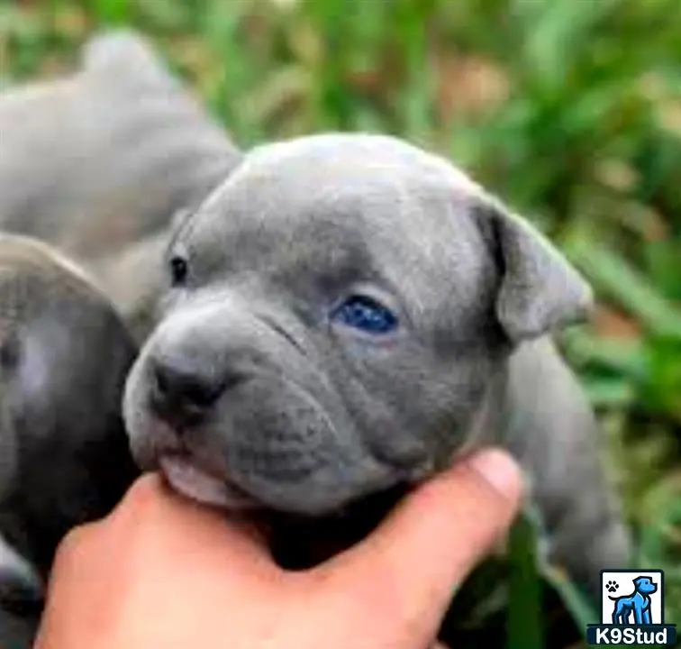 American Pit Bull puppy for sale