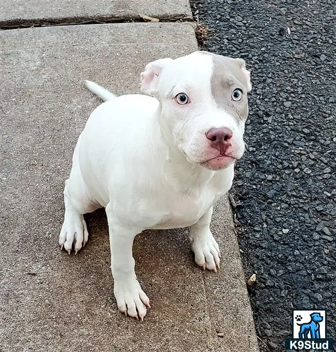 American Pit Bull puppy for sale