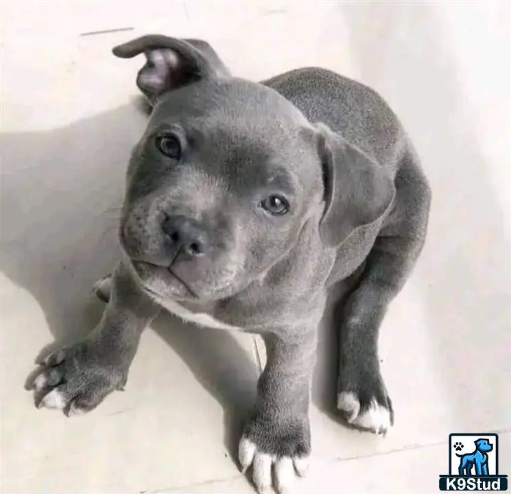 American Pit Bull puppy for sale