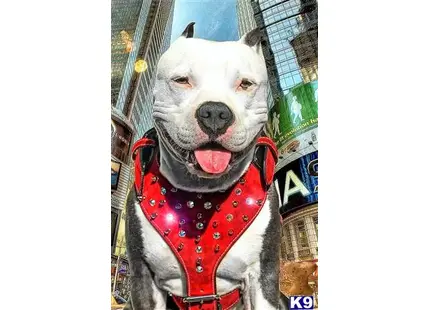 American Pit Bull