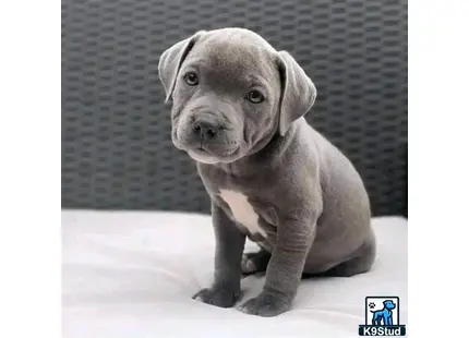 a american pit bull dog sitting on the floor
