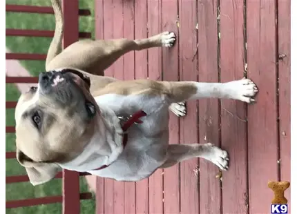 American Bully Stud Dog: Extremes Chief 8 Months old