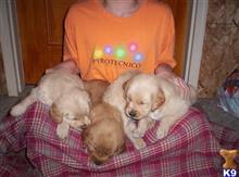 golden retriever puppy posted by gippy