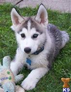 Siberian Husky