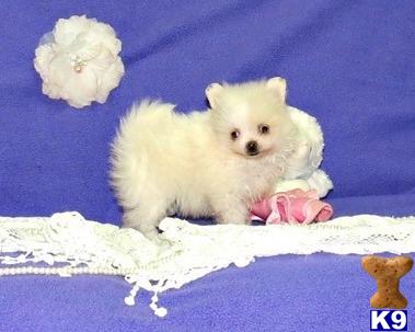 pomeranian puppy posted by gisellebright