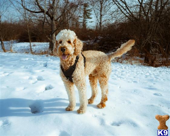 a goldendoodles dog standing in the snow