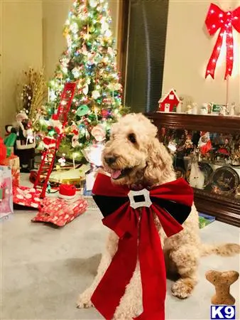 Goldendoodles stud dog