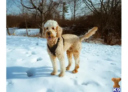 Goldendoodles