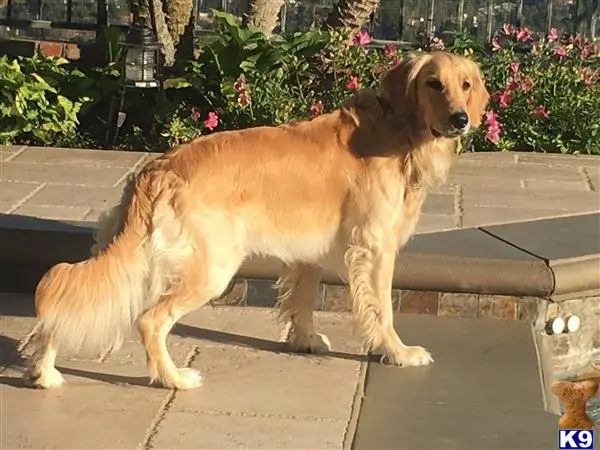 Golden Retriever stud dog