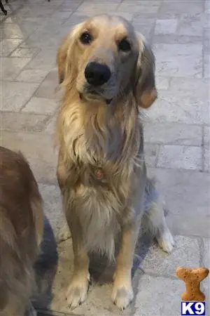 Golden Retriever stud dog