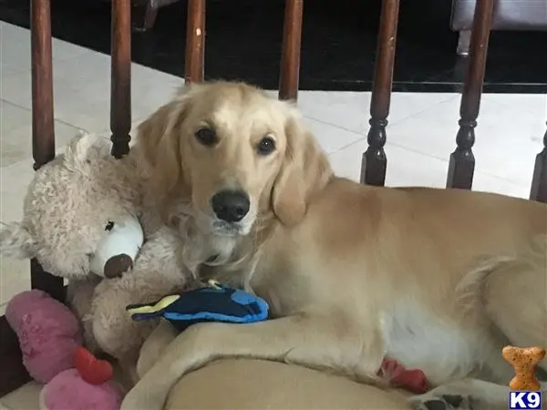 Golden Retriever stud dog