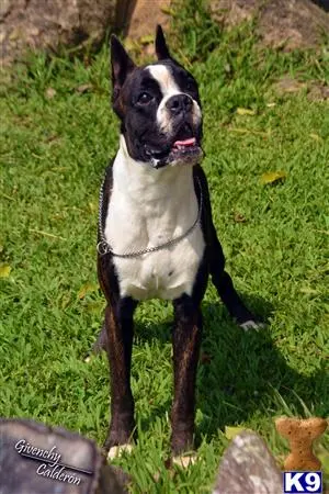 Boxer stud dog