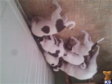 rat terrier puppy posted by givio